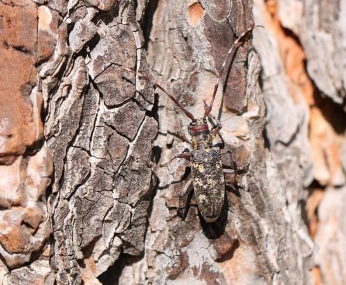 Monochamus galloprovincialis